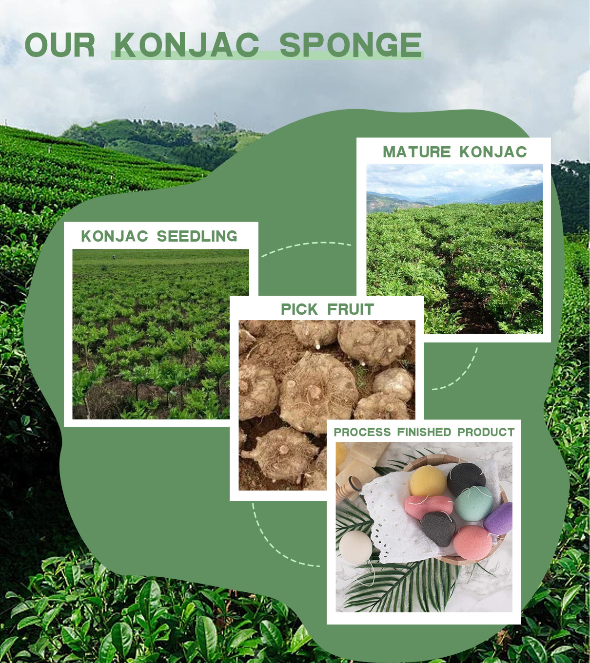 последний случай компании о Konjac губки выведены от клубня завода Konjac